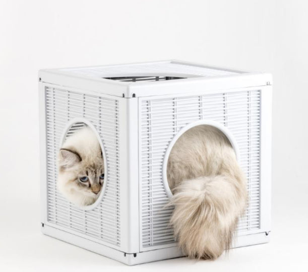 بيت للعب القطط